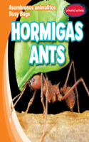 Hormigas / Ants