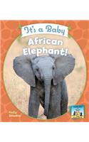 It's a Baby African Elephant!