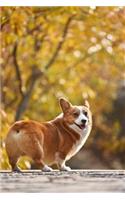 Corgi Notebook