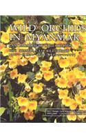 Wild Orchids in Myanmar Vol 3