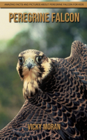 Peregrine Falcon