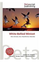 White-Bellied Minivet: (English)
