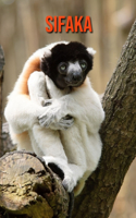 Sifaka