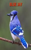 Blue Jay: Amazing Photos & Fun Facts Book About Blue Jay For Kids