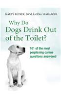 Why Do Dogs Drink Out Of The Toilet?