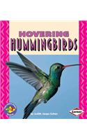 Hovering Hummingbirds