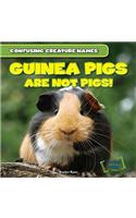 Guinea Pigs Are Not Pigs!