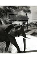Majestic African Elephants