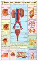 Teachingnest | Kidney, Skin & Excretory Organs Chart 70X100 Cm | English | Human Physiology Chart | Synthetic | Wall Sticking