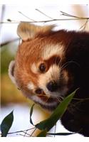 Cute Animal Journal #15: Red Panda (Blank Pages): 200 Page Journal