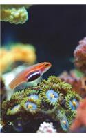 Coral Reef Journal