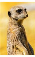 Meerkat Journal