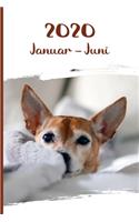 Kalender 2020: Chihuahua Hunde Tageskalender 1. Halbjahr Januar Juni ca DIN A5 weiß über 190 Seiten