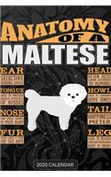 Anatomy Of A Maltese