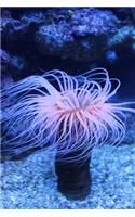 Sea Anemone in the Ocean Journal: 150 Page Lined Notebook/Diary