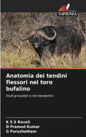 Anatomia dei tendini flessori nel toro bufalino