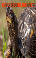 Dosenschildkröte: Sagenhafte Fotos & Buch mit lustigem Wissen über Dosenschildkröte für Kinder