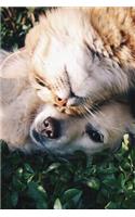 Dog and Cat