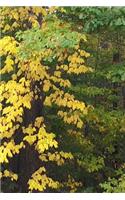 Journal Fall Colors Leaves Turning