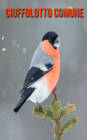 Ciuffolotto comune: Immagini bellissime e fatti interessanti Libro per bambini sui Ciuffolotto comune