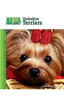 Yorkshire Terriers