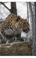 An Elegant Persian Leopard Big Cat Journal: 150 Page Lined Notebook/Diary