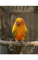 Sun Conure Notebook