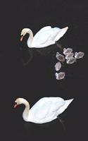 Swan Black Pages Notebook: Stylish Large College Ruled Black Paper Journal to Write in - Use with Gel & Ink Pens, Colored Pencils or Metallic Markers - Blank Lined Swimming Wh