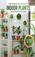 Essential Guide to Indoor Plants