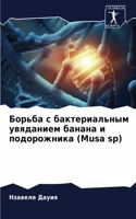 Борьба с бактериальным увяданием банана и