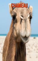 Chameau