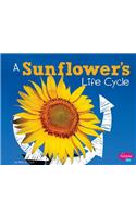 Sunflower's Life Cycle