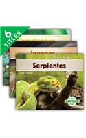 Reptiles (Spanish Version) (Set)