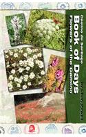 Camino de Santiago Book of Days - Flowers of the Camino