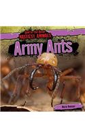 Army Ants