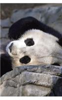 Sleeping Panda Grid Notebook: 150 Page Notebook Journal Diary