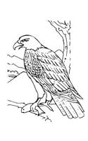Bald Eagle Composition Notebook, Wide Ruled