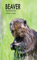 Beaver Calendar 2021: 16 Month Calendar