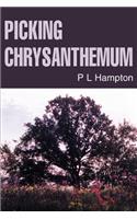 Picking Chrysanthemum