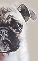 Pug Lovers Draw & Write Notebook Journal & Sketchbook