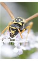 Mind Blowing Wasp On A White Flower Journal