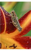 Grasshopper on a Daylily Flower Journal: 150 page lined notebook/diary