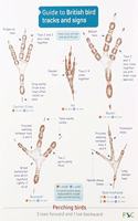 Guide to British bird tracks and signs