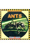 Ants