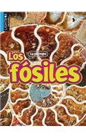 Fósiles