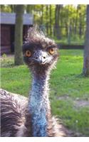 Lesser Rhea Bird Journal: 150 page lined notebook/diary