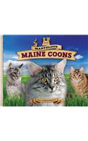 Marvelous Maine Coons