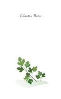 Cilantro Notes