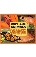 Why Are Animals Orange?