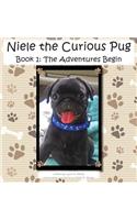 Niele the Curious Pug